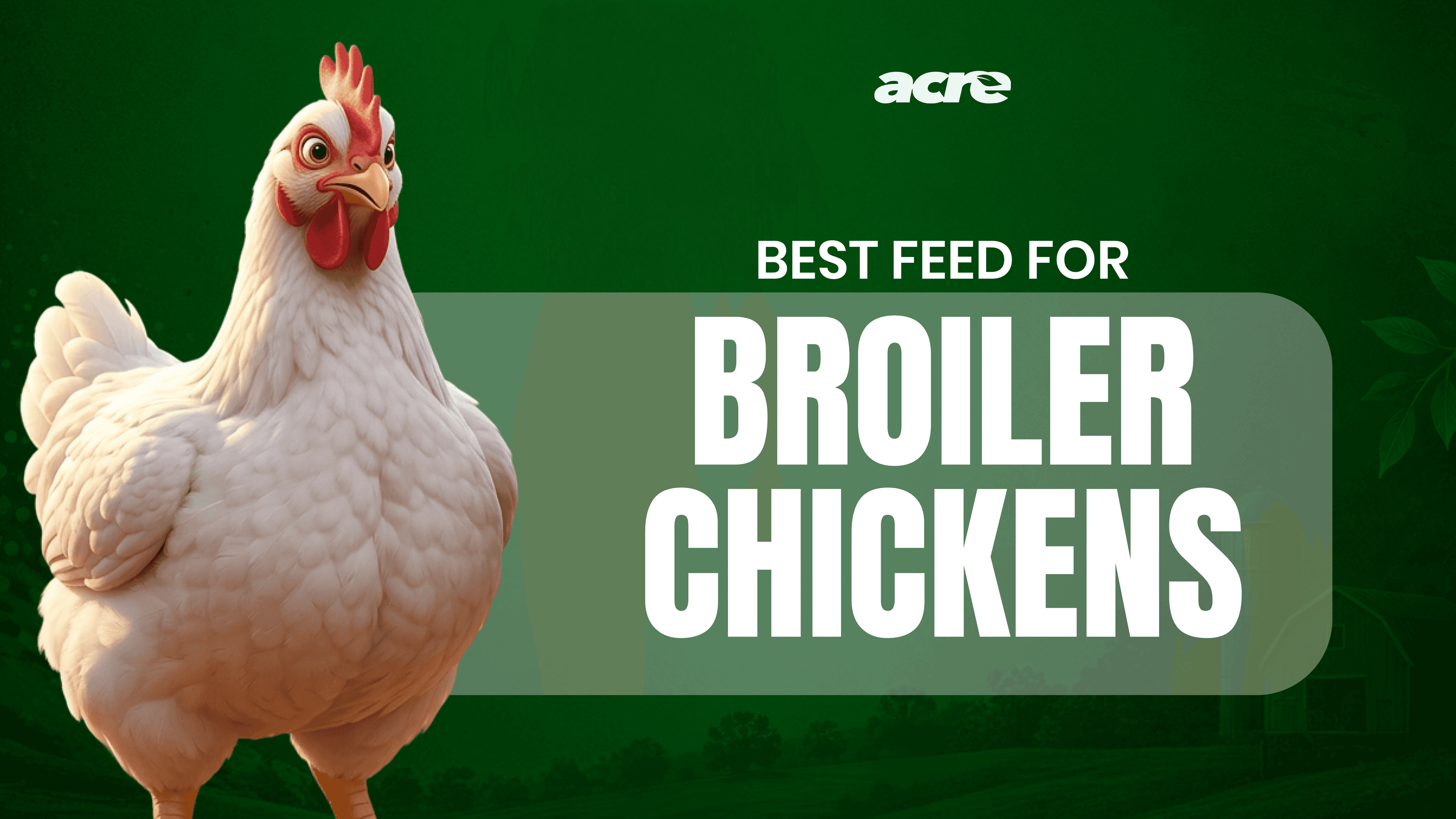 Best Feed for Broiler Chickens: What to Feed Your Birds at Every Stage