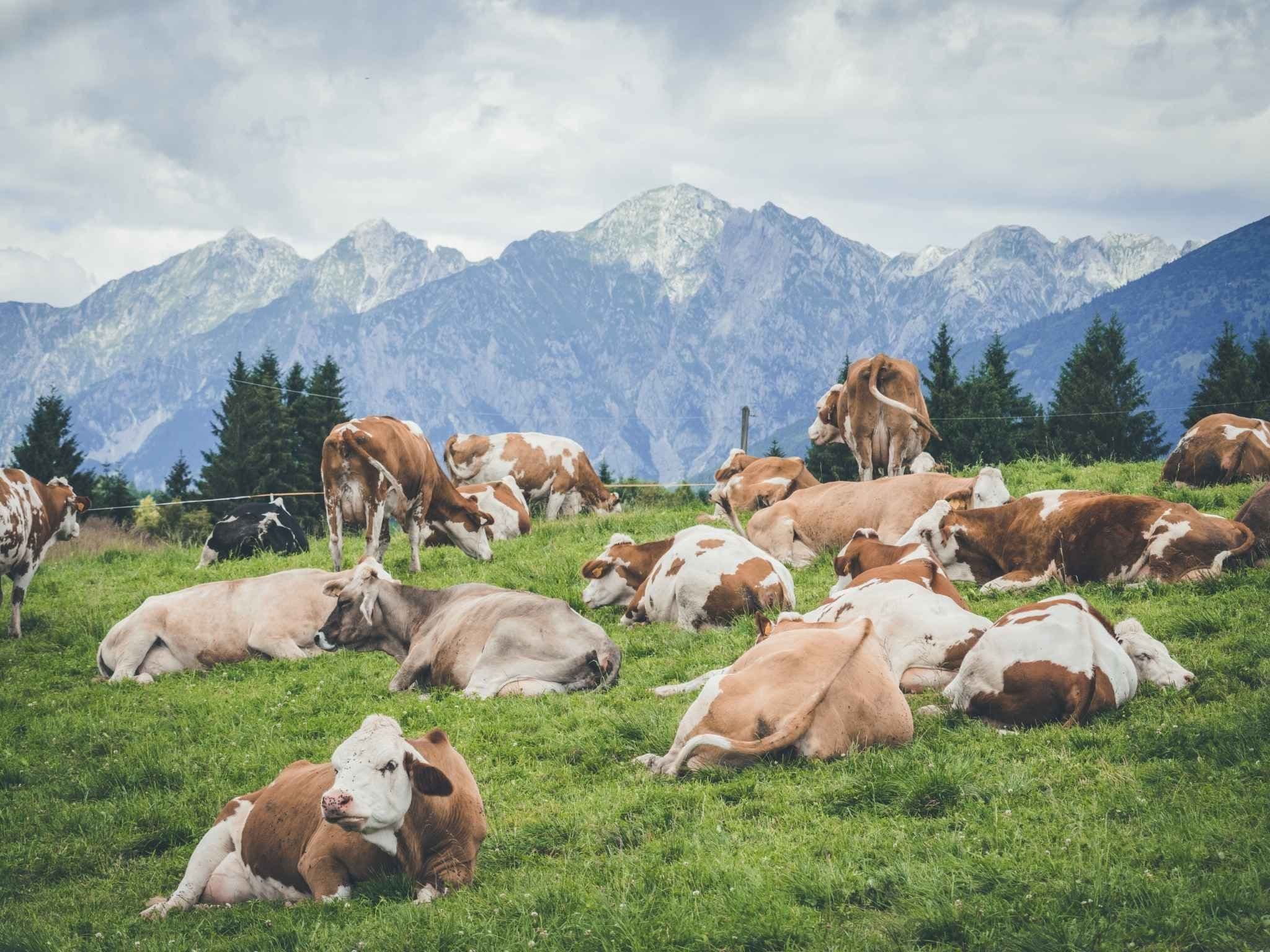 cows